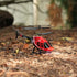 Flipo Heli | RC Helicopter with Altitude Hold